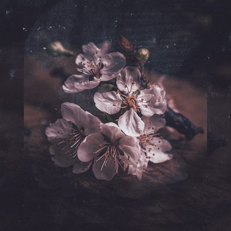 Spettacoli anteprima - ifiori di ciliegio